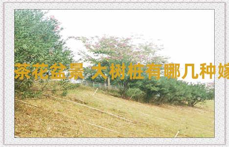 茶花盆景 大树桩有哪几种嫁接方法